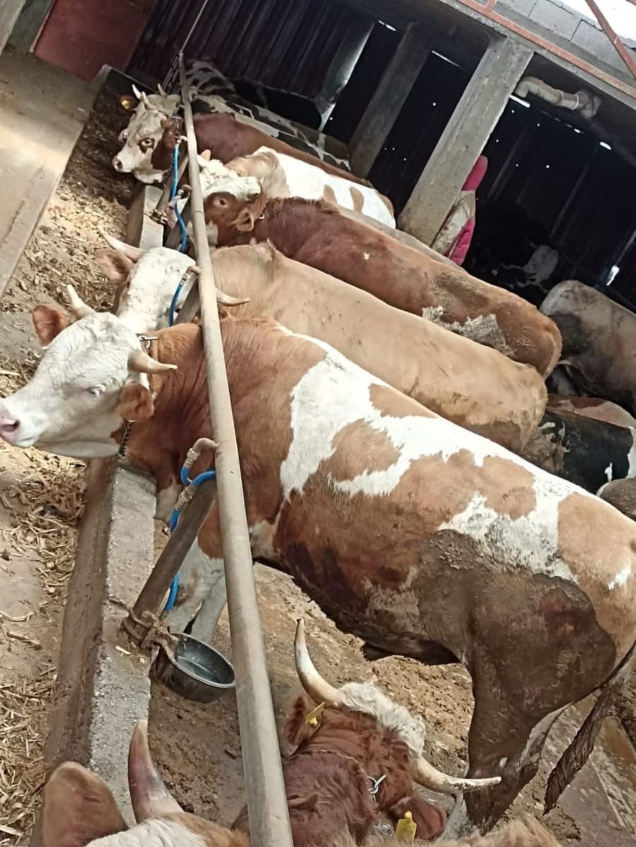 Veteriner kontrolünde sağlıklı kurbanlık dana