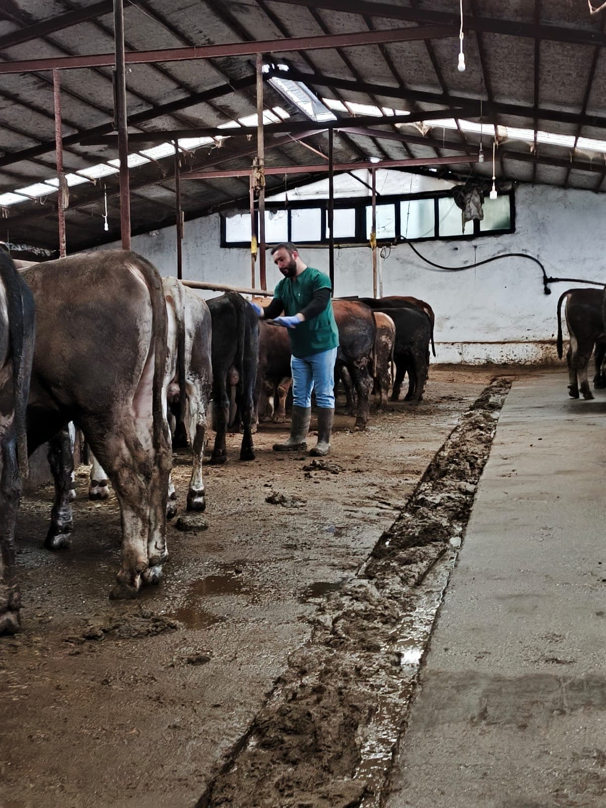 Tufanlar Besi çiftliğinde kurbanlık danalar